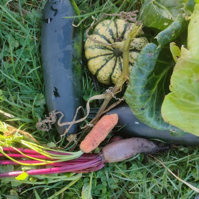 A collection of vegetables on grass, including cucumbers, a small gourd, a carrot, a beet, and leafy greens.