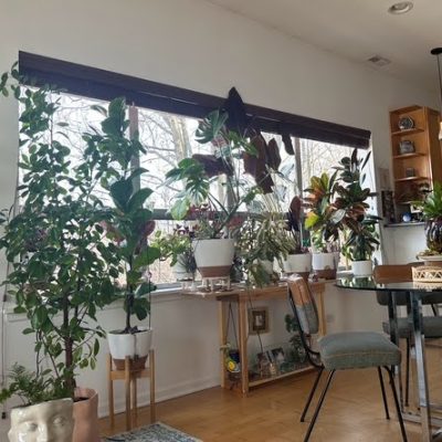 Bright living room with large windows and various potted plants on a wooden table and floor. A chair and table are nearby.