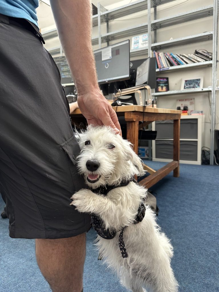 A small, fluffy white dog wearing a harness stands on its hind legs, leaning against a person's leg, smiling in an office setting.